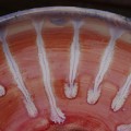DSC02763.JPG