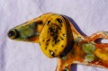 DSC01773.JPG