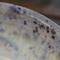 DSC02755.JPG