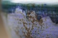 DSC00996.JPG