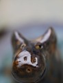 DSC04074.JPG